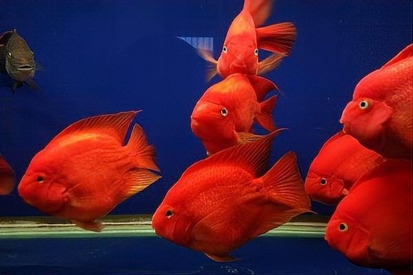 白子招財龍適合和哪些魚混養(yǎng)：招財魚可以和哪些觀賞魚混養(yǎng)