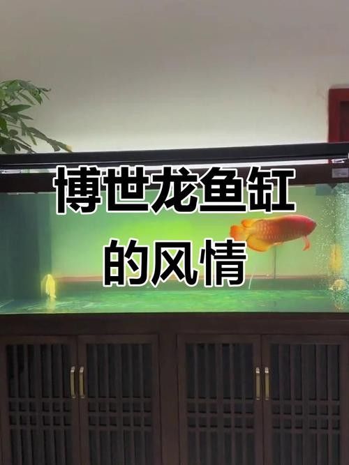 博世龍魚缸的價(jià)格范圍是多少？：世龍魚缸價(jià)格因型號、尺寸和功能而異，價(jià)格范圍可能在50美元之間