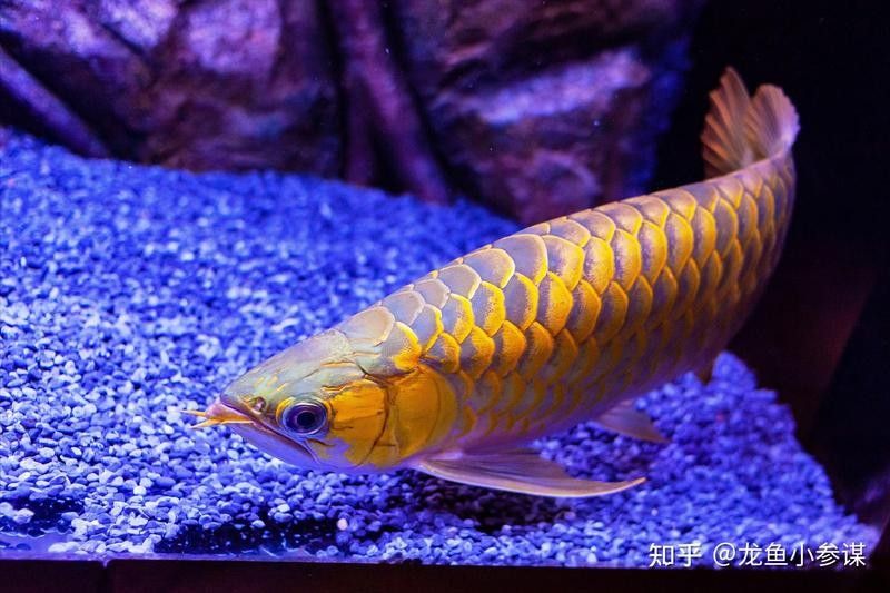 龍魚飼養需要多大的房間：關于龍魚飼養房間大小的一些建議