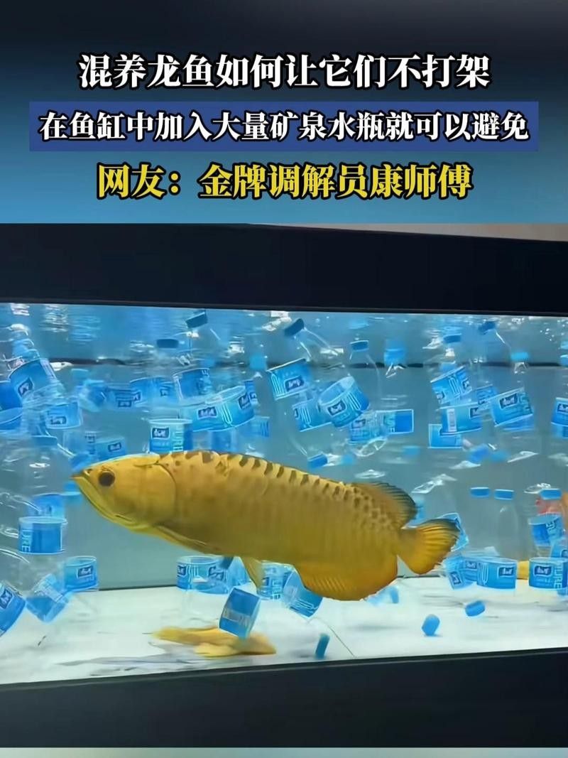 如何預防龍魚再次打架？：龍魚打架的8個原因鏈