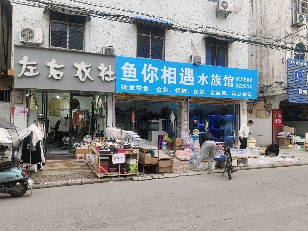界首哪個(gè)水族館龍魚好？祥龍魚場龍魚：界首哪個(gè)水族館龍魚好