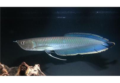 黑帶龍魚和銀帶龍魚有什么區(qū)別：帶龍魚和銀帶龍魚在外觀上有一些區(qū)別，黑帶龍魚好養(yǎng)嗎