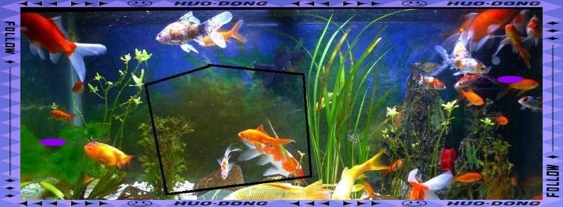 龍魚在缸上方游動是正常行為嗎：龍魚在魚缸上方游動是什么原因龍魚在魚缸上方游動是什么原因