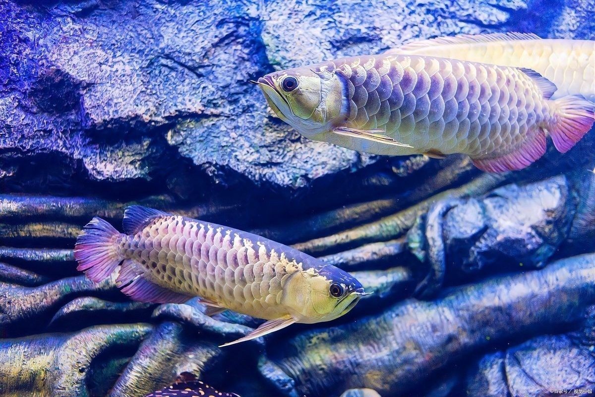 龍魚在缸上方游動是正常行為嗎：龍魚在魚缸上方游動是什么原因龍魚在魚缸上方游動是什么原因