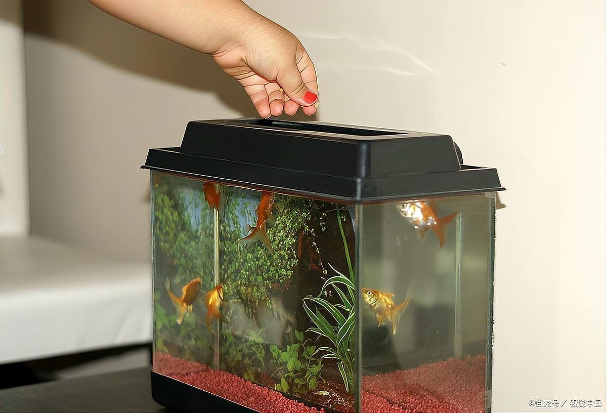龍魚缸水位過低會怎樣：魚缸水位過低會導致多種問題