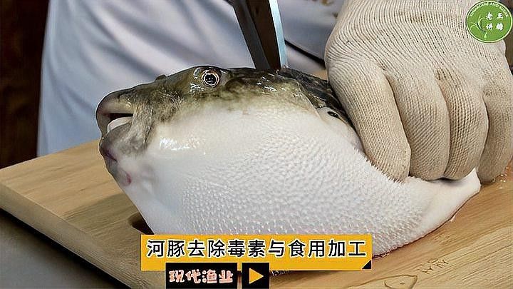 河豚毒素有哪些用途？：河豚毒素中毒怎么治療河豚毒素有什么用途