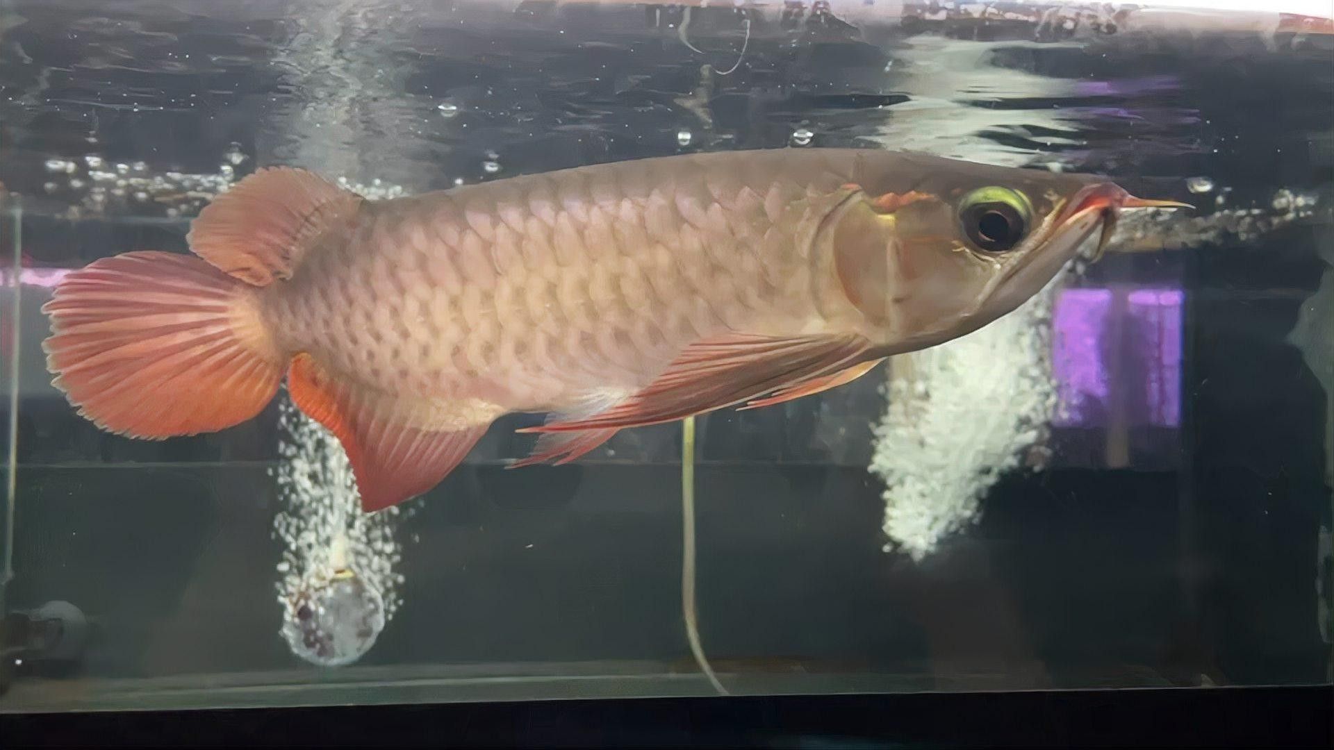 龍魚生長緩慢怎么辦？：如何應對龍魚生長緩慢的問題