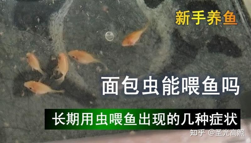龍魚只吃面包蟲怎么辦？：龍魚只吃面包蟲怎么辦