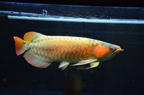 長海哪個水族館龍魚好？祥龍魚場龍魚：長海哪個水族館龍魚好