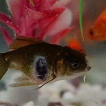 龍魚沉底后還能救活嗎：龍魚沉底后還能救活嗎龍魚沉底后還能救活嗎