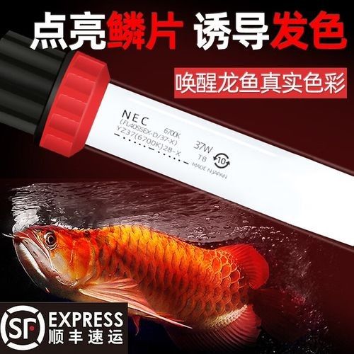 紅龍魚燈具品牌推薦：紅龍魚燈具怎么樣？