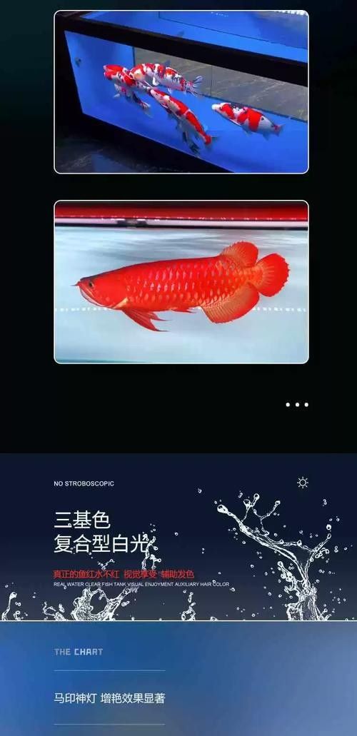 紅龍魚燈具品牌推薦：紅龍魚燈具怎么樣？