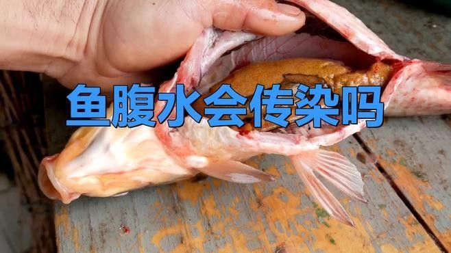 如何預(yù)防雷龍魚(yú)腹水？：雷龍魚(yú)腹水怎么辦