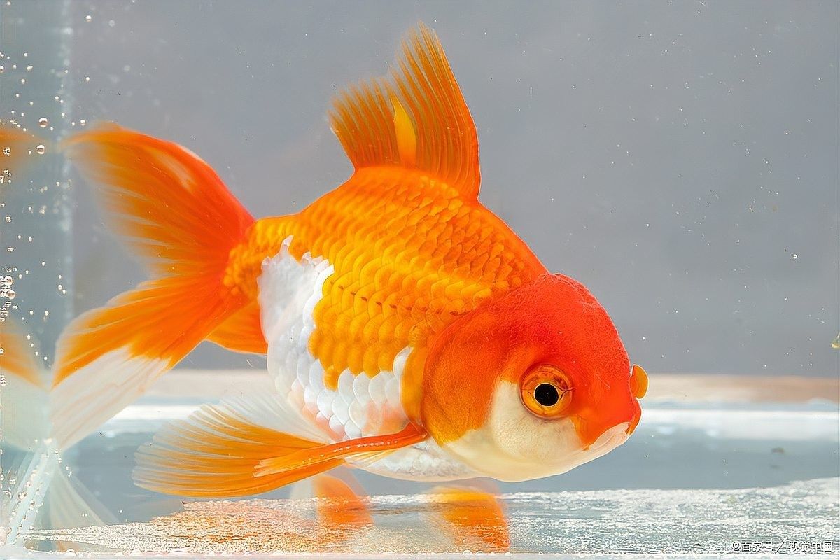 恐龍魚吃金魚時會有哪些表現：恐龍魚在捕食金魚時會有哪些行為表現？