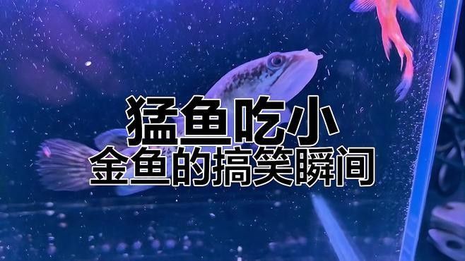 恐龍魚吃金魚時會有哪些表現：恐龍魚在捕食金魚時會有哪些行為表現？