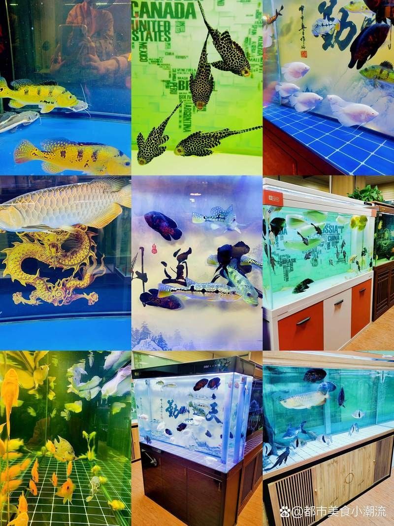 平原哪個水族館龍魚好？祥龍魚場龍魚：北京小眾水族館攻略祥龍魚場龍魚飼養全指南