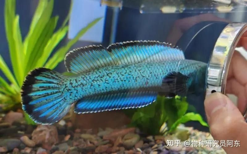 雷龍魚發色后需要換缸嗎：雷龍魚發色后是否需要換缸