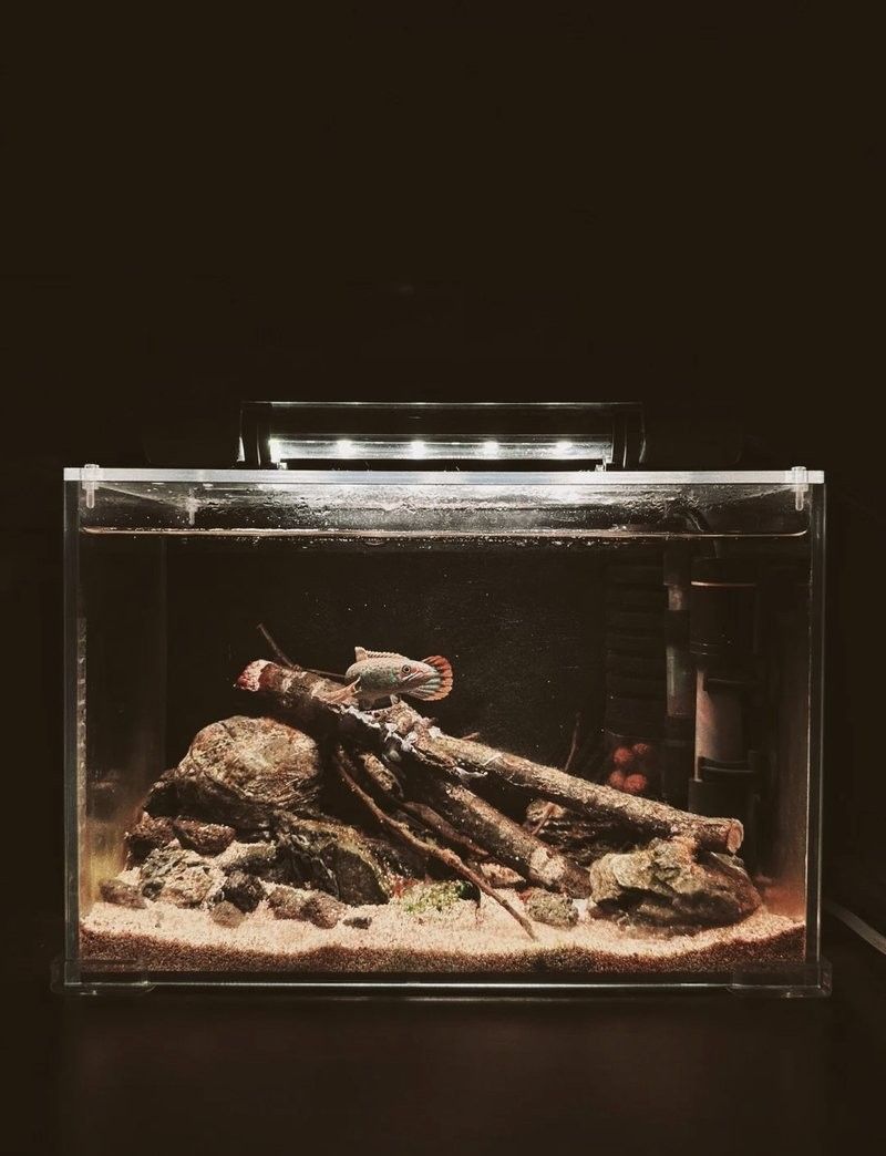 雷龍魚發色后需要換缸嗎：雷龍魚發色后是否需要換缸