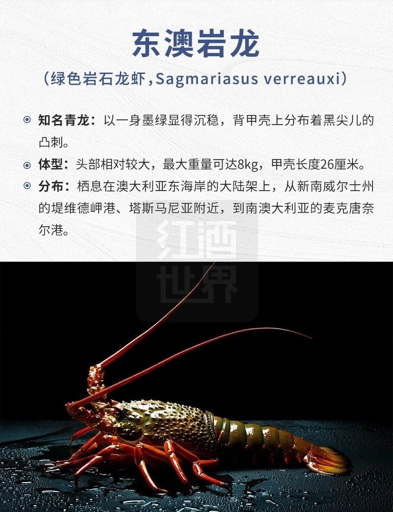 澳龍有哪些品種：澳洲龍蝦（澳洲龍蝦（澳洲龍蝦（澳龍）是什么龍蝦邊牧崽崽