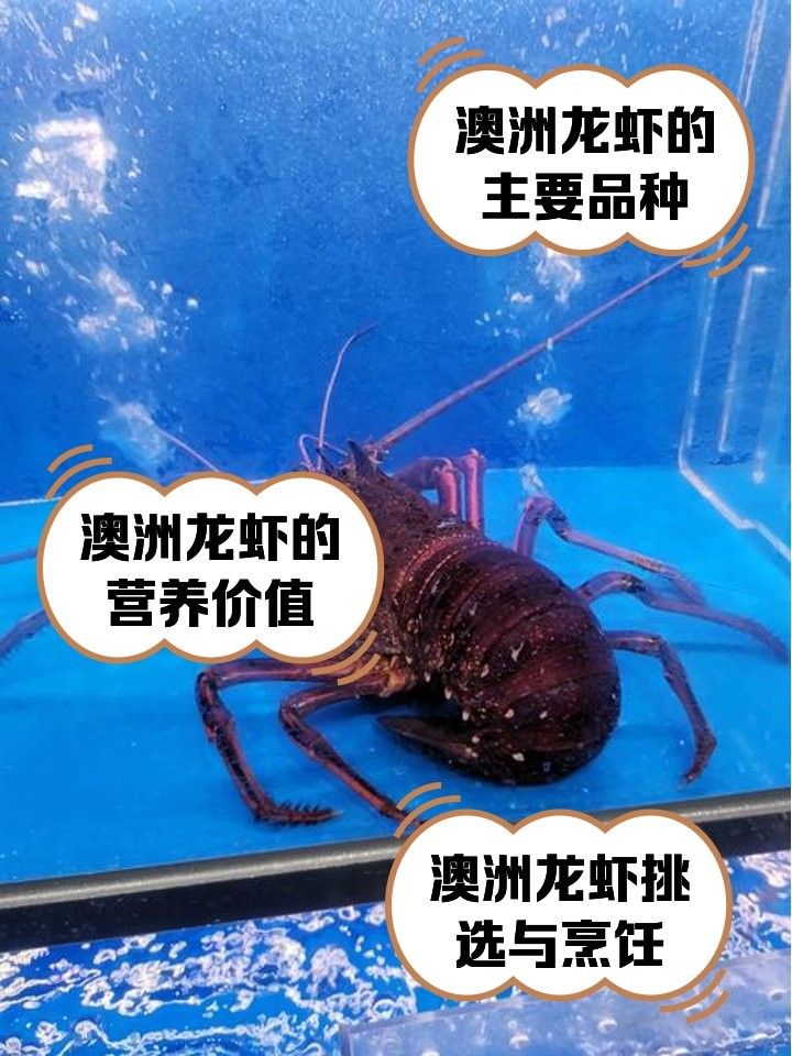 澳龍有哪些品種：澳洲龍蝦（澳洲龍蝦（澳洲龍蝦（澳龍）是什么龍蝦邊牧崽崽
