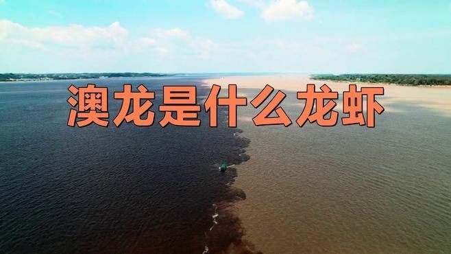 澳龍有哪些品種：澳洲龍蝦（澳洲龍蝦（澳洲龍蝦（澳龍）是什么龍蝦邊牧崽崽
