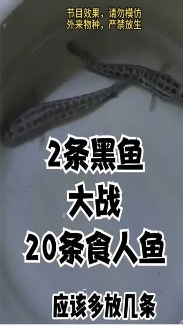黑魚(yú)和食人魚(yú)哪個(gè)更兇猛？：“淡水魚(yú)之王”黑魚(yú)和食人魚(yú)誰(shuí)更厲害帥小伙實(shí)測(cè)實(shí)測(cè)