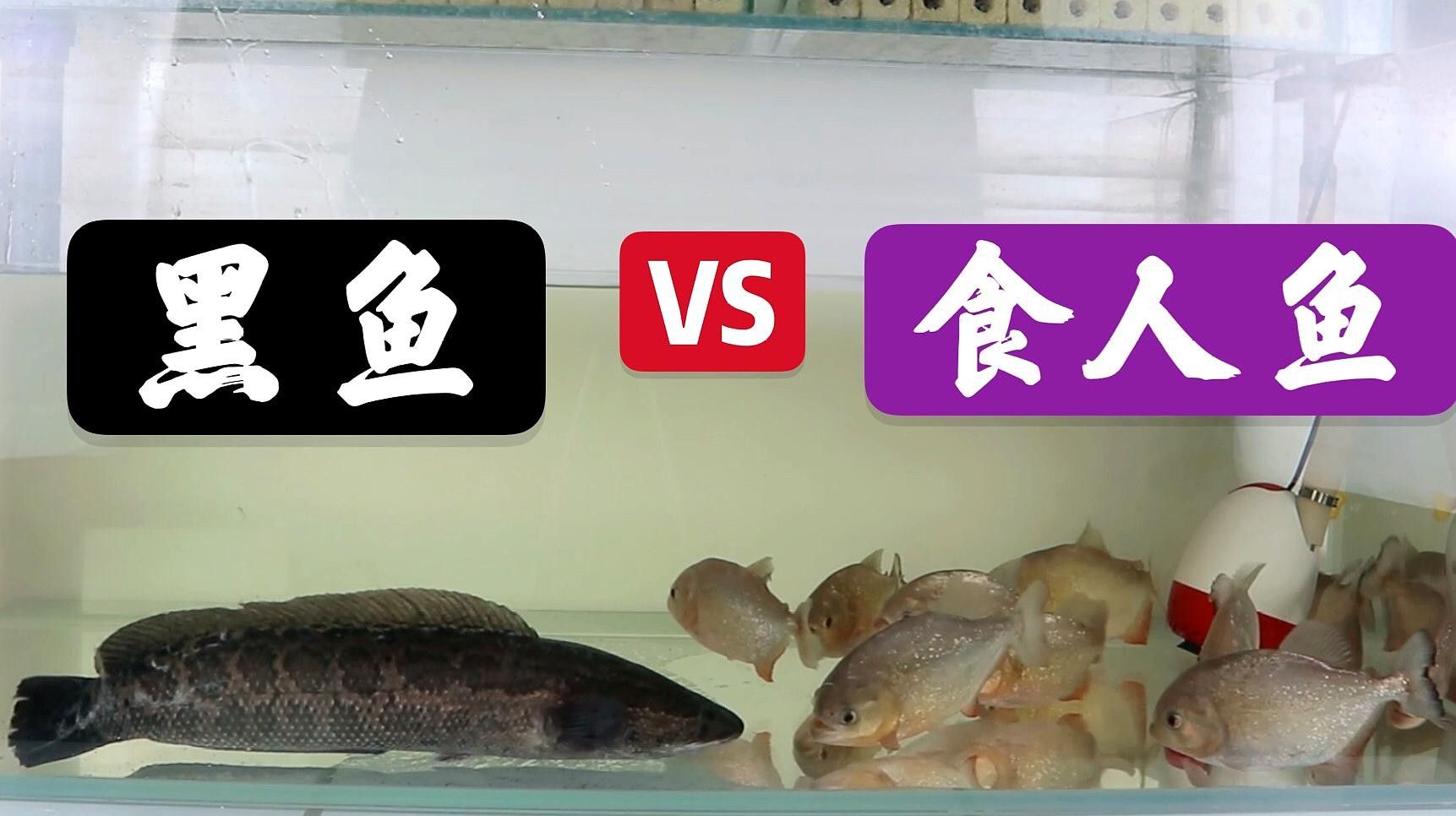 黑魚(yú)和食人魚(yú)哪個(gè)更兇猛？：“淡水魚(yú)之王”黑魚(yú)和食人魚(yú)誰(shuí)更厲害帥小伙實(shí)測(cè)實(shí)測(cè)