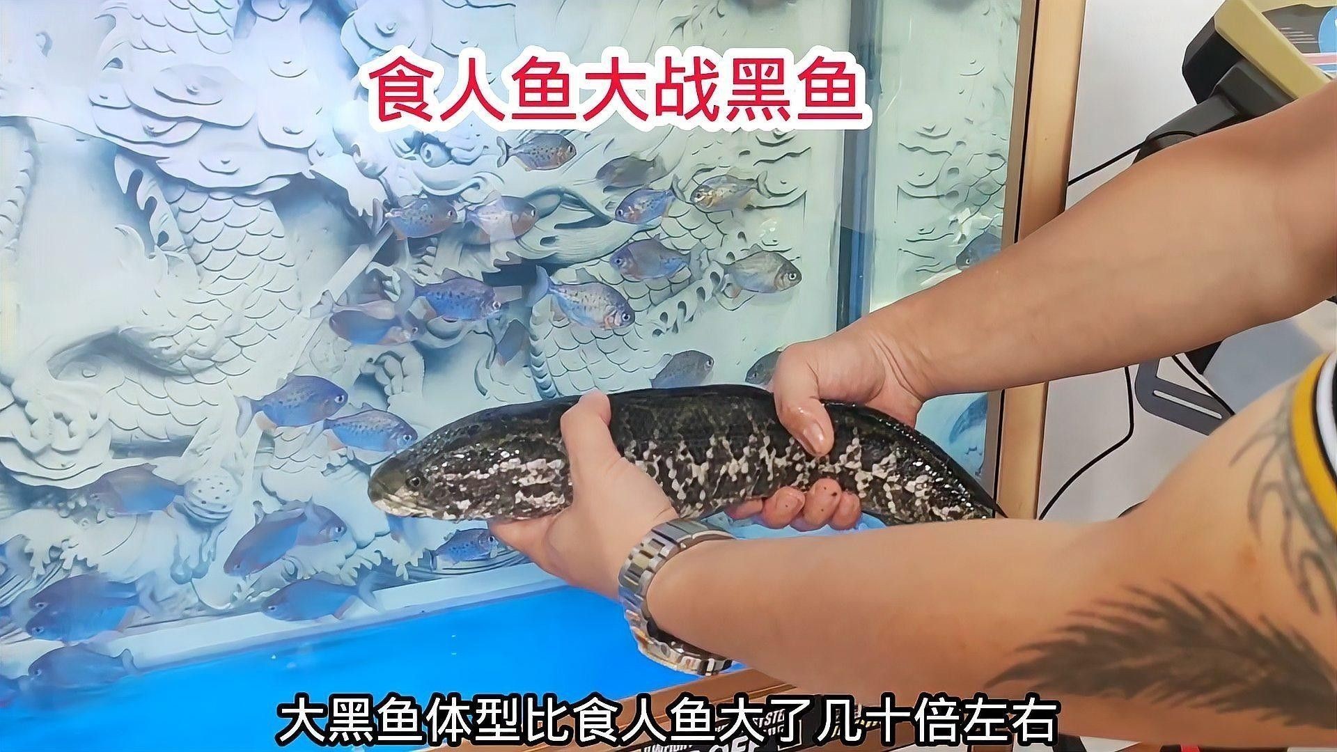 黑魚(yú)和食人魚(yú)哪個(gè)更兇猛？：“淡水魚(yú)之王”黑魚(yú)和食人魚(yú)誰(shuí)更厲害帥小伙實(shí)測(cè)實(shí)測(cè)
