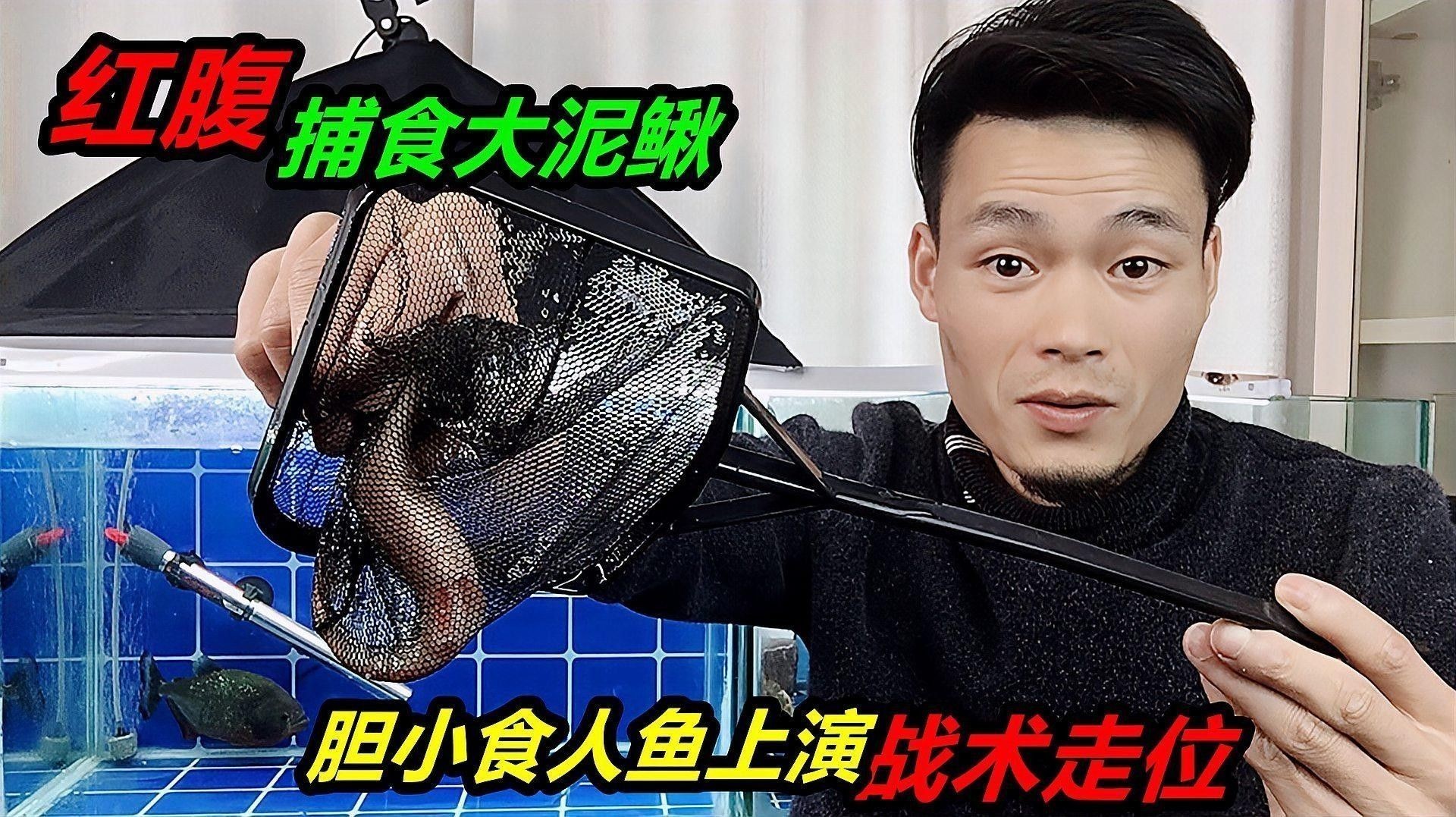 黑魚(yú)和食人魚(yú)哪個(gè)更兇猛？：“淡水魚(yú)之王”黑魚(yú)和食人魚(yú)誰(shuí)更厲害帥小伙實(shí)測(cè)實(shí)測(cè)