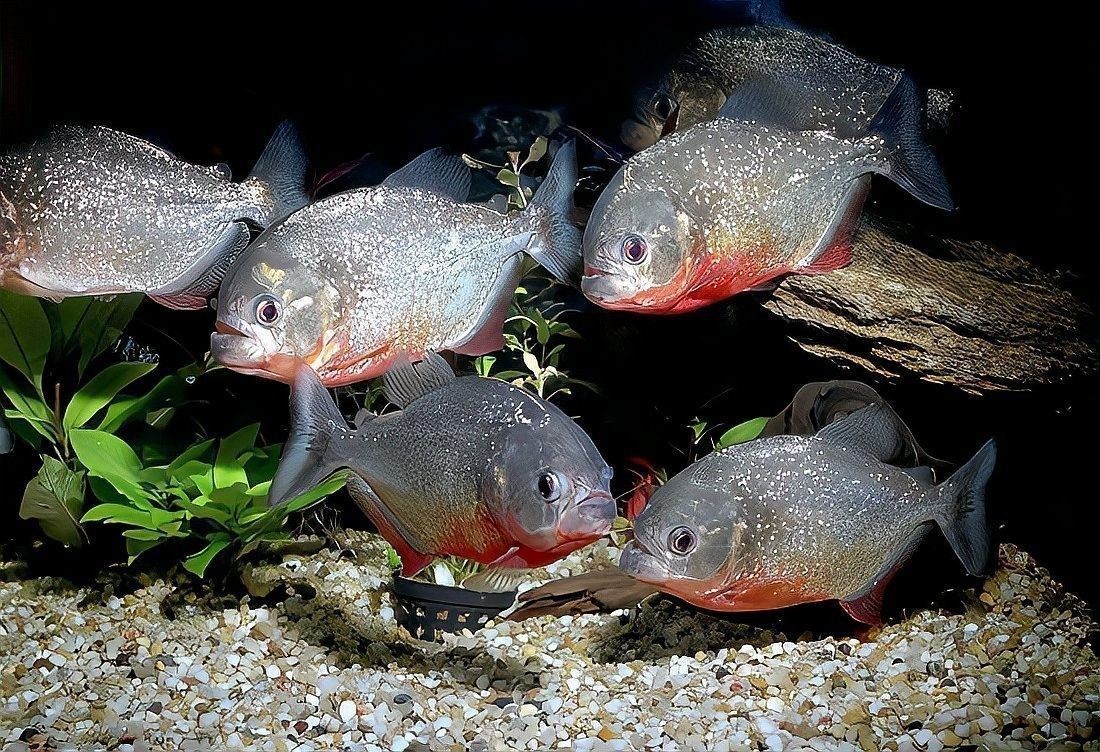 黑魚(yú)和食人魚(yú)哪個(gè)更兇猛？：“淡水魚(yú)之王”黑魚(yú)和食人魚(yú)誰(shuí)更厲害帥小伙實(shí)測(cè)實(shí)測(cè)