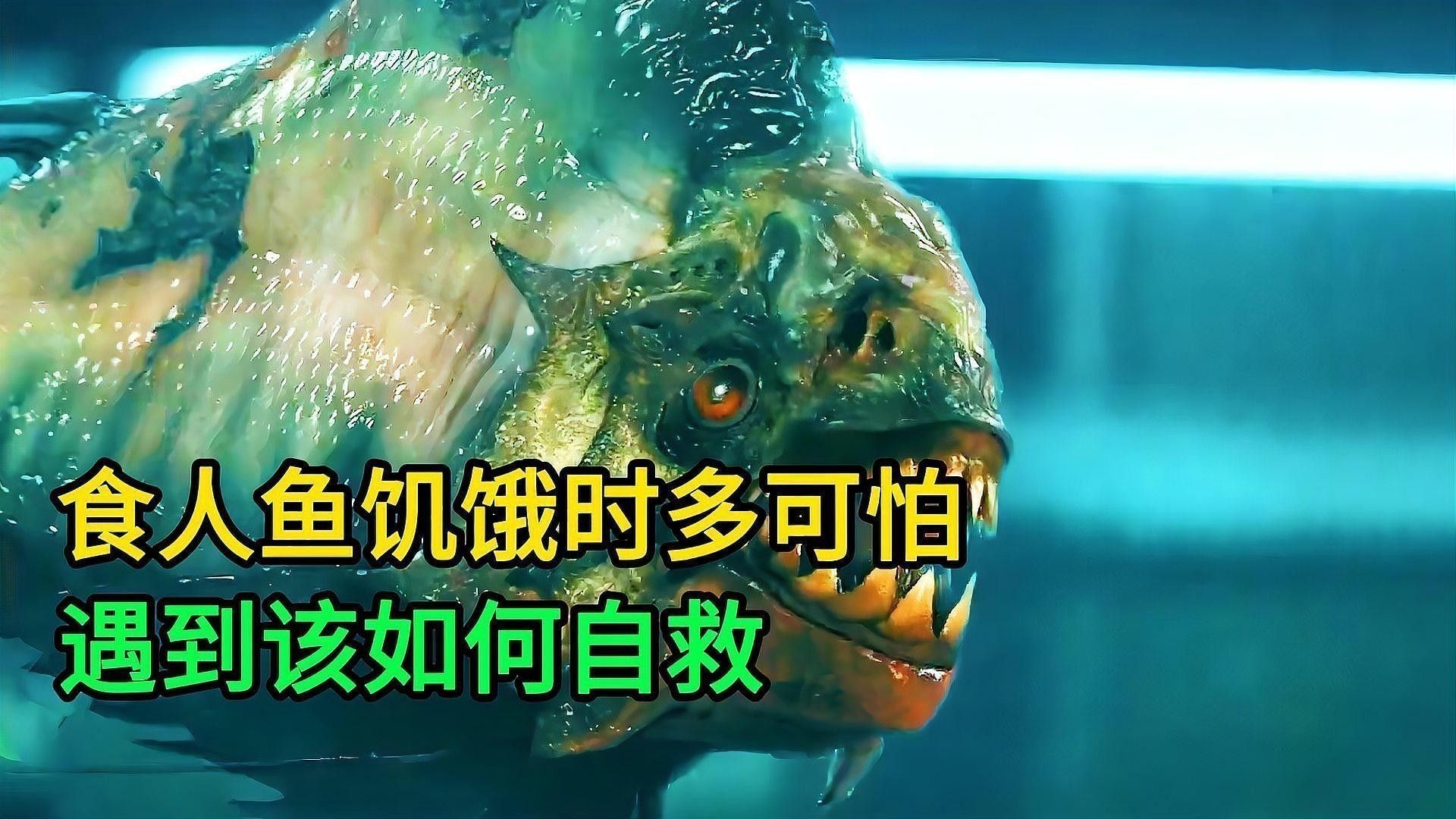 黑魚(yú)和食人魚(yú)哪個(gè)更兇猛？：“淡水魚(yú)之王”黑魚(yú)和食人魚(yú)誰(shuí)更厲害帥小伙實(shí)測(cè)實(shí)測(cè)