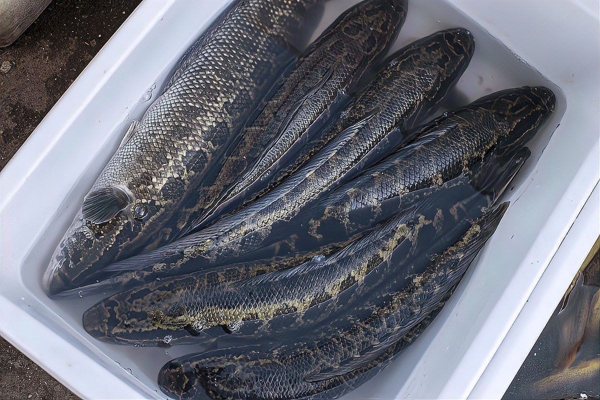 黑魚(yú)和食人魚(yú)哪個(gè)更兇猛？：“淡水魚(yú)之王”黑魚(yú)和食人魚(yú)誰(shuí)更厲害帥小伙實(shí)測(cè)實(shí)測(cè)