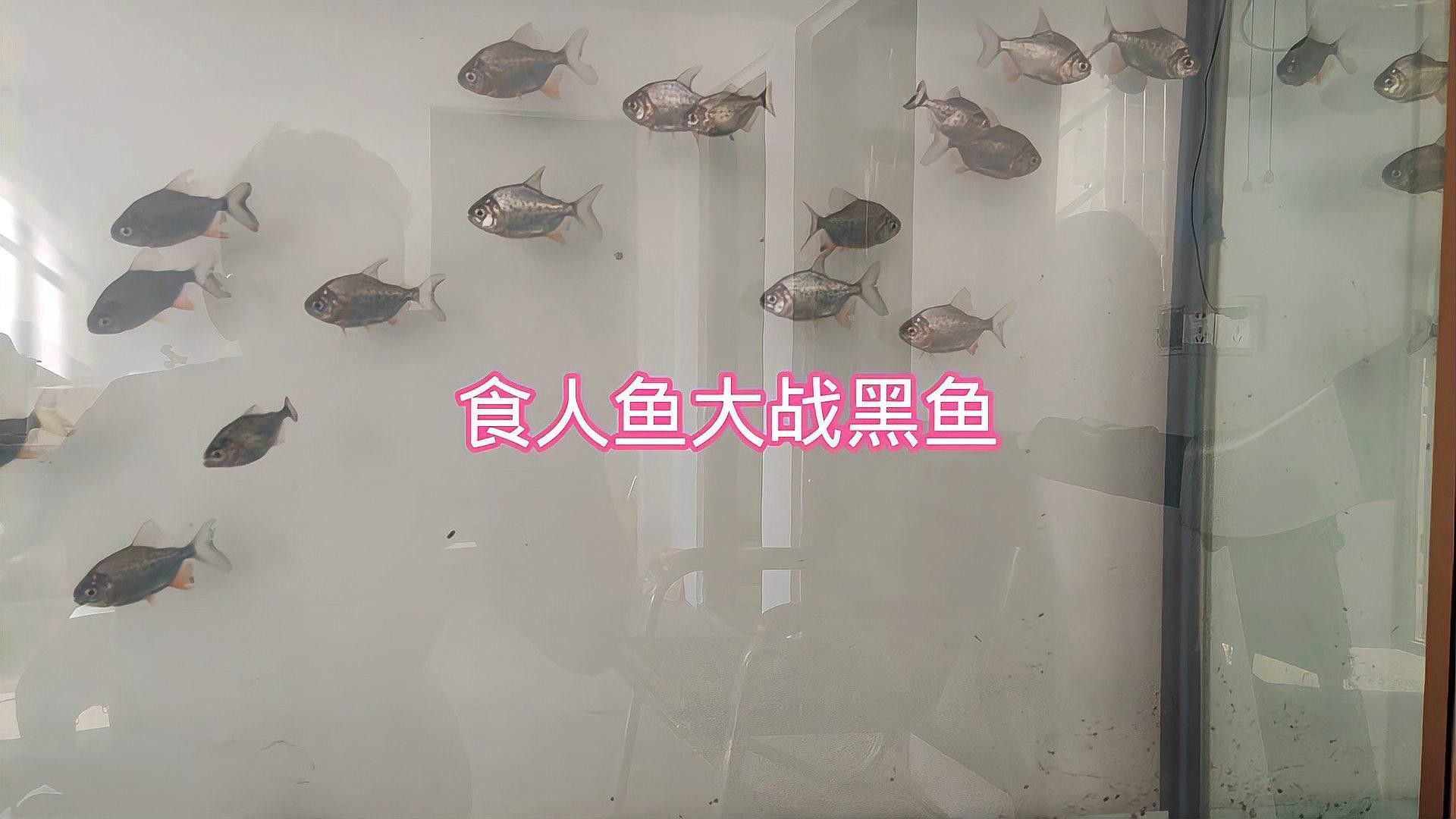 黑魚(yú)和食人魚(yú)哪個(gè)更兇猛？：“淡水魚(yú)之王”黑魚(yú)和食人魚(yú)誰(shuí)更厲害帥小伙實(shí)測(cè)實(shí)測(cè)