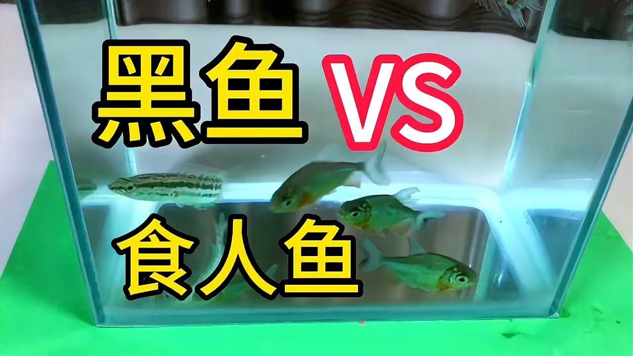 黑魚(yú)和食人魚(yú)哪個(gè)更兇猛？：“淡水魚(yú)之王”黑魚(yú)和食人魚(yú)誰(shuí)更厲害帥小伙實(shí)測(cè)實(shí)測(cè)