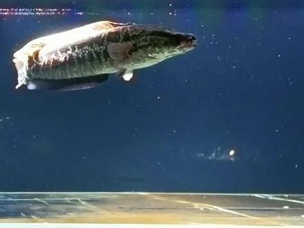 黑魚(yú)和食人魚(yú)哪個(gè)更兇猛？：“淡水魚(yú)之王”黑魚(yú)和食人魚(yú)誰(shuí)更厲害帥小伙實(shí)測(cè)實(shí)測(cè)