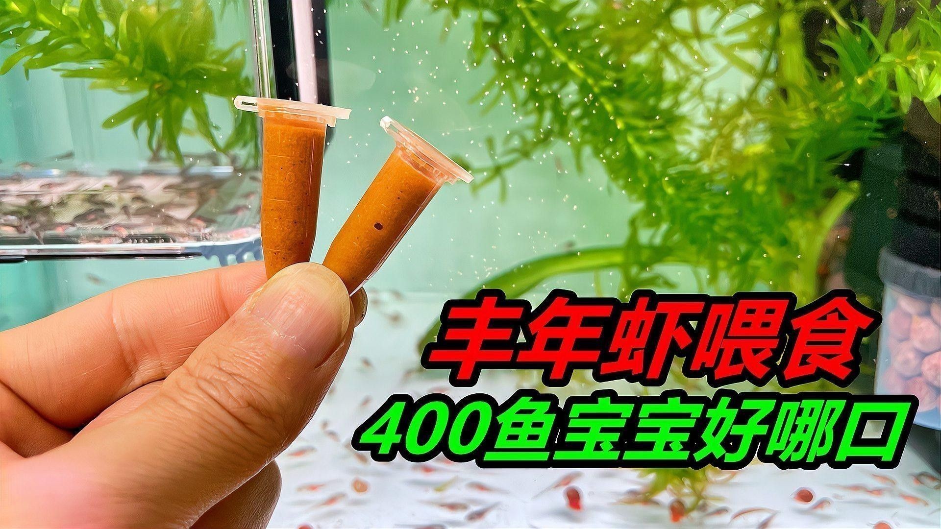 恐龍魚苗多久喂一次：六角恐龍魚一般多久喂一次食物養(yǎng)寵小能手