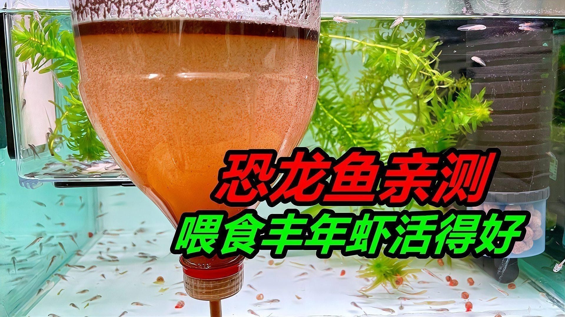 恐龍魚苗多久喂一次：六角恐龍魚一般多久喂一次食物養(yǎng)寵小能手