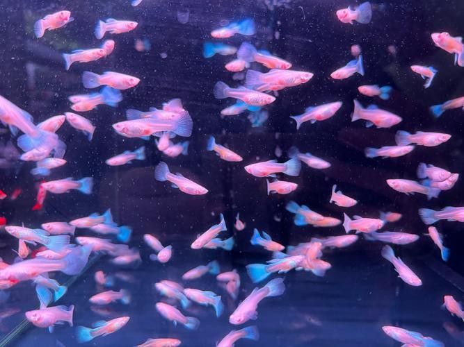 柞水哪個(gè)水族館龍魚好？祥龍魚場龍魚：柞水哪個(gè)水族館祥龍魚場龍魚 柞水哪個(gè)水族館龍魚好？祥龍魚場龍魚：柞水哪個(gè)水族館祥龍魚場龍魚 龍魚百科 第6張