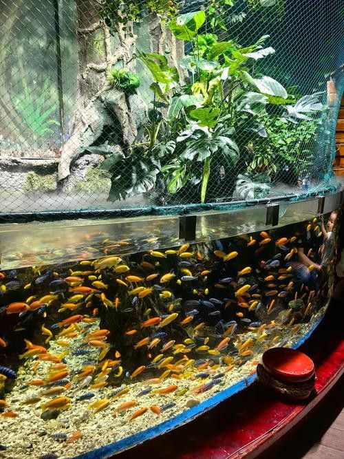柞水哪個(gè)水族館龍魚好？祥龍魚場龍魚：柞水哪個(gè)水族館祥龍魚場龍魚 柞水哪個(gè)水族館龍魚好？祥龍魚場龍魚：柞水哪個(gè)水族館祥龍魚場龍魚 龍魚百科 第2張