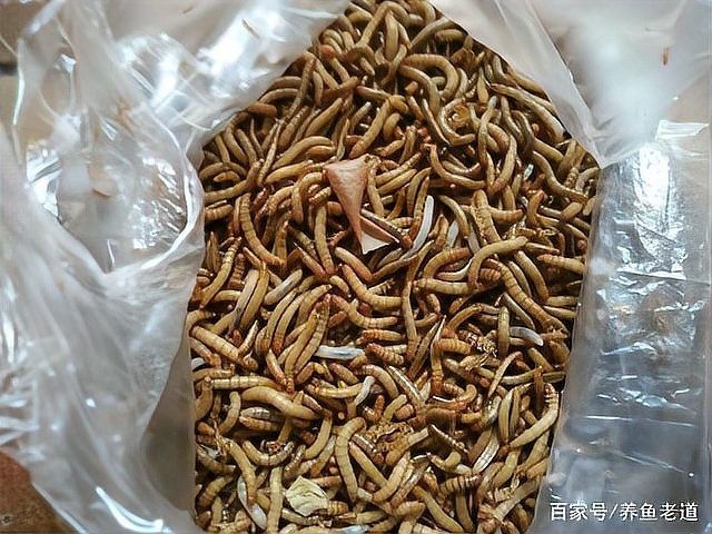 面包蟲的最佳投喂時間：面包蟲最佳投喂時間詳細摘要