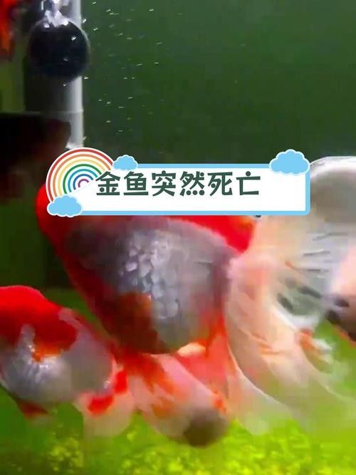 金龍魚不吃東西怎么辦？：玄寵宿舍金龍魚拒食原因大揭秘
