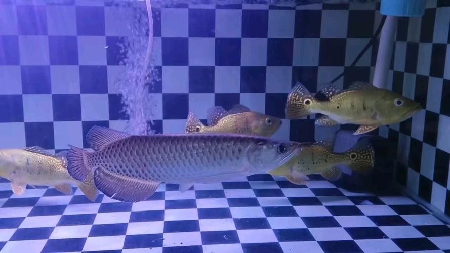 給我高清的澳洲龍魚圖片：澳洲龍魚圖片欣賞