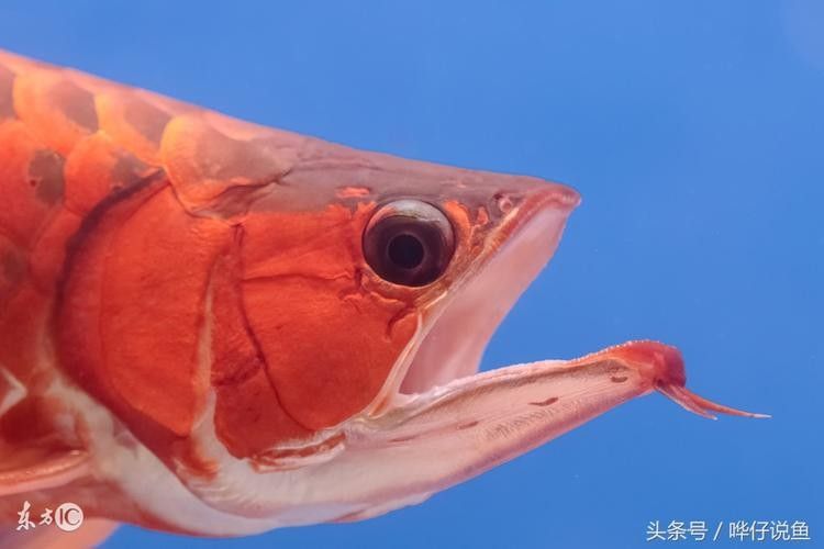 給我高清的澳洲龍魚圖片：澳洲龍魚圖片欣賞