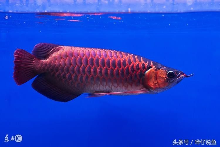 給我高清的澳洲龍魚圖片：澳洲龍魚圖片欣賞