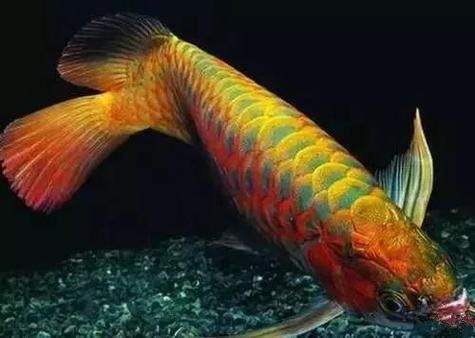 給我高清的澳洲龍魚圖片：澳洲龍魚圖片欣賞