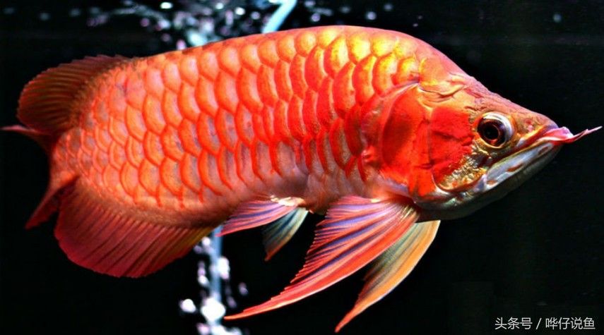 給我高清的澳洲龍魚圖片：澳洲龍魚圖片欣賞