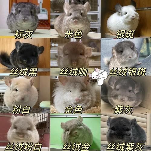 龍貓和貓的價格差異大嗎：貓和貓的價格差異主要受多種因素影響龍貓和貓的價格差異 龍貓和貓的價格差異大嗎：貓和貓的價格差異主要受多種因素影響龍貓和貓的價格差異 龍魚百科 第4張