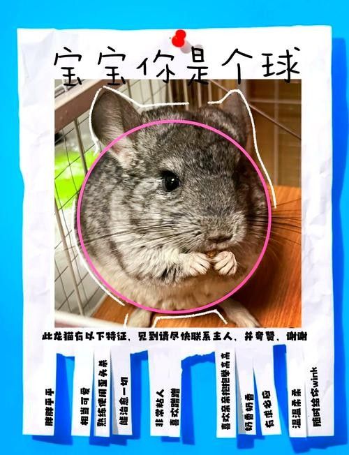 龍貓和貓的價格差異大嗎：貓和貓的價格差異主要受多種因素影響龍貓和貓的價格差異 龍貓和貓的價格差異大嗎：貓和貓的價格差異主要受多種因素影響龍貓和貓的價格差異 龍魚百科 第3張