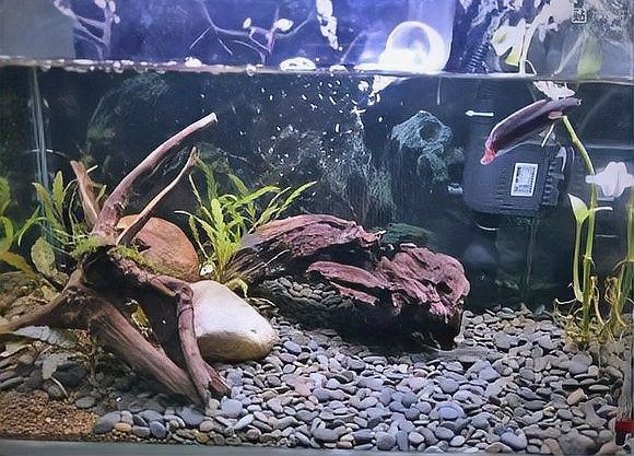 龍魚魚缸造景有哪些風格？：魔神雷龍魚缸造景風格的造景設計理念和風格的造景風格