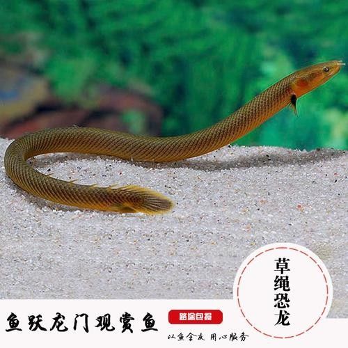 草繩恐龍魚的價格是多少：草繩恐龍魚的價格會隨季節波動嗎？